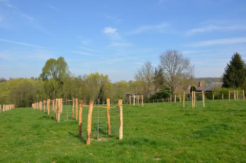 boomgaard Kapittelbeek
