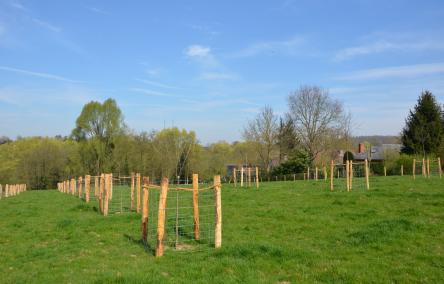 boomgaard Kapittelbeek